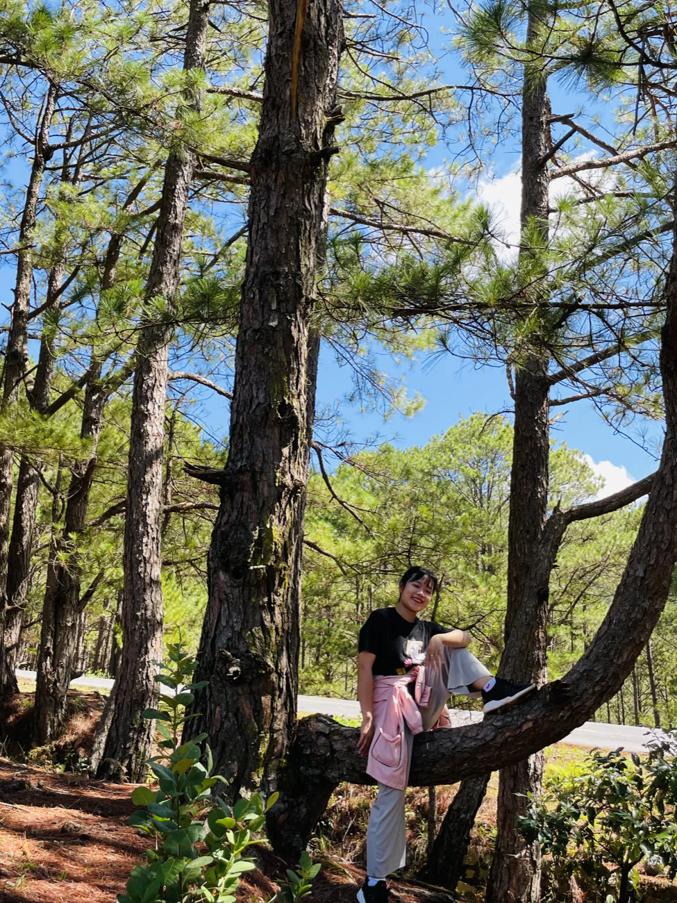 Ly perched on a curved pine branch under a bright blue sky